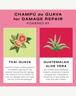 Guava Shampoo For Color Treated Hair And Damage Repair 17 Guava Shampoo For Color Treated Hair And Damage Repair -Fashion Makeup & Care Ceremonia 2636751 KeyIngredients scaled