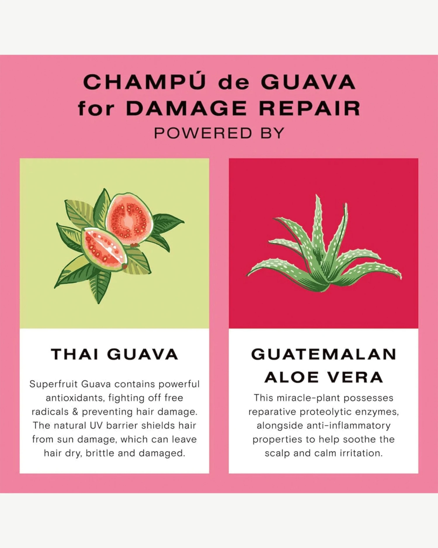Guava Shampoo For Color Treated Hair And Damage Repair 8 Guava Shampoo For Color Treated Hair And Damage Repair - Image 8