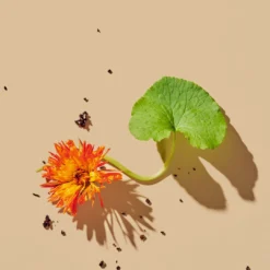 SUPERKIND Refining Cleanser 12 SUPERKIND Refining Cleanser -Fashion Makeup & Care Sept8 GotuKola Calendula Ingredient3